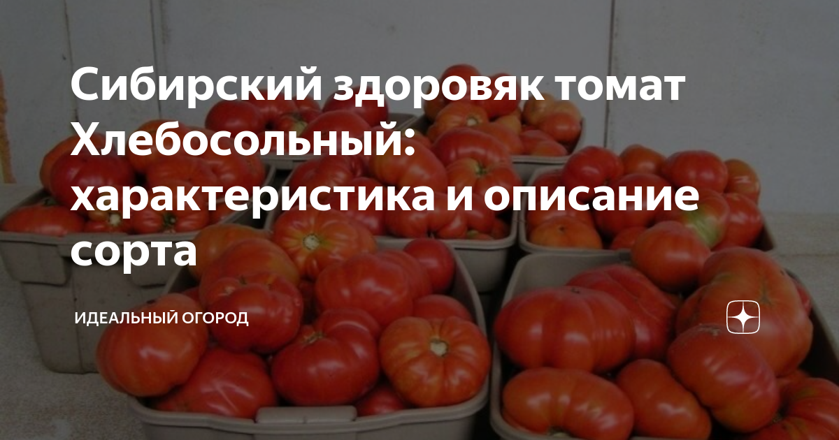 Томат хлебосольный: описание и характеристики, правила выращивания для получения хорошего урожая