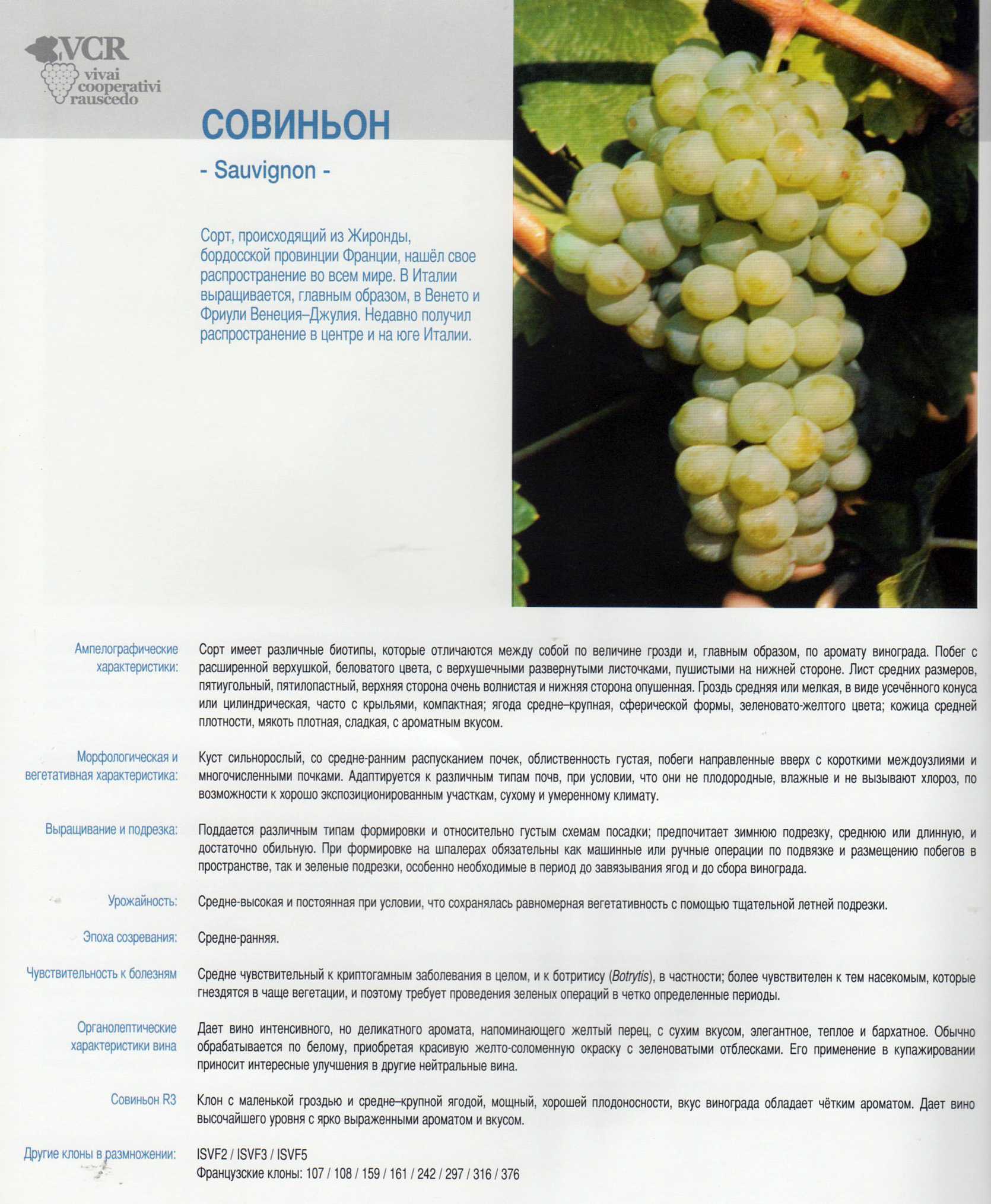 Зеленые сорта винограда с фото и описанием
