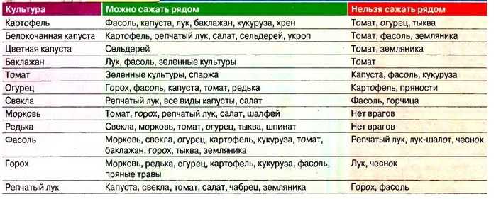Совместимость овощных культур при посадке