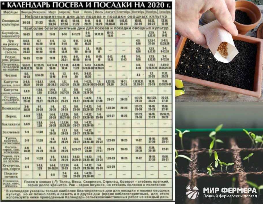 Благоприятные дни для посадки. Календарь посева. Календарь посева семян. Календарь высадки семян в грунт.