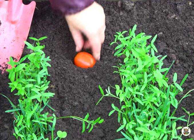 Посадка помидор семенами в открытый грунт. Подзимний посев томатов. Посадка помидор под зиму. Посадка помидор в зиму. Обработанные семена томатов посев.