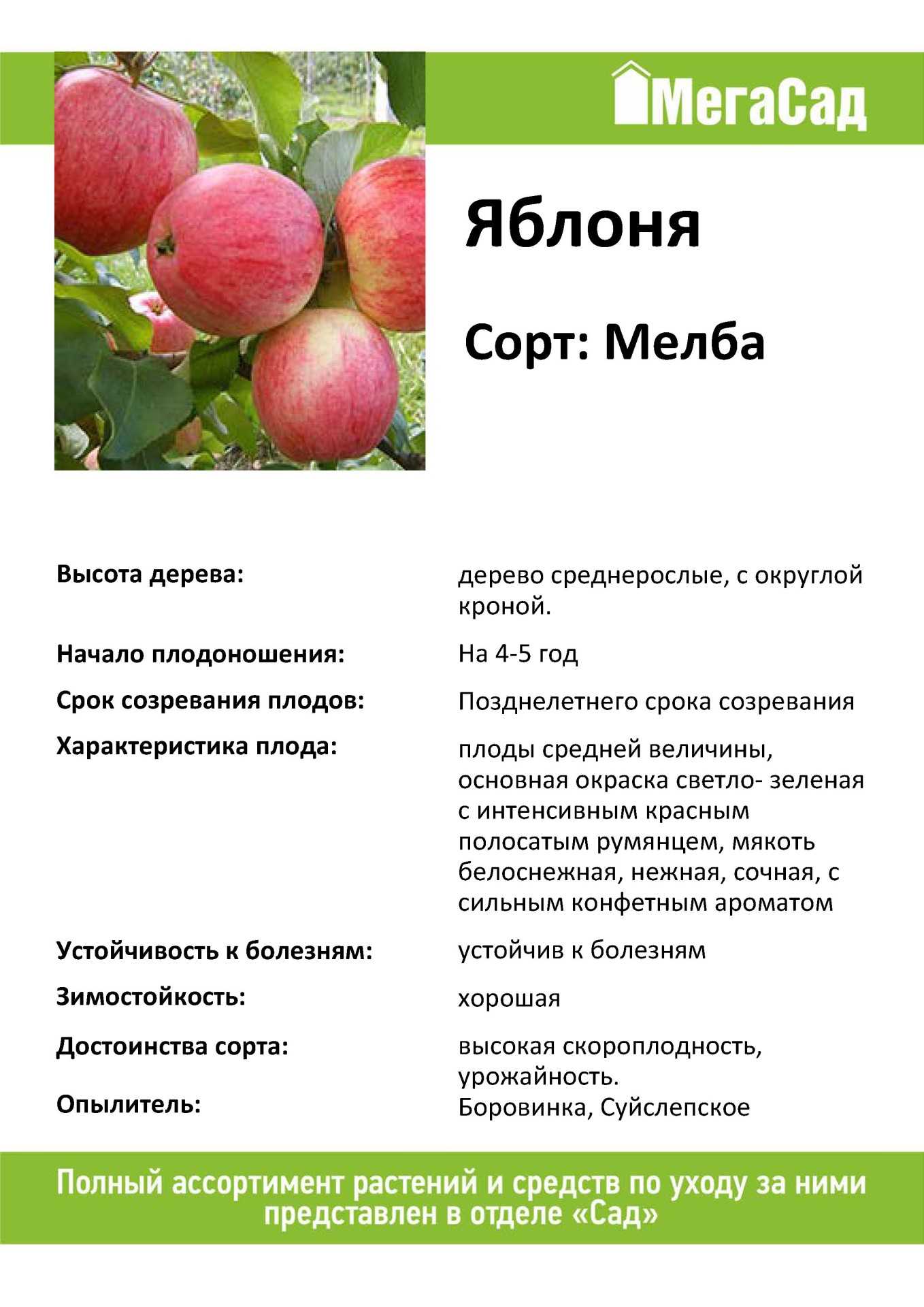 сорт яблок мельба фото