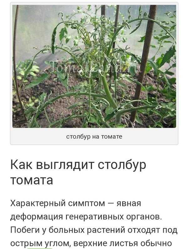 Обработка рассады томатов от недугов — список болезней с методами борьбы