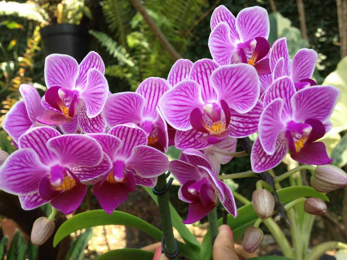порода орхидея фото