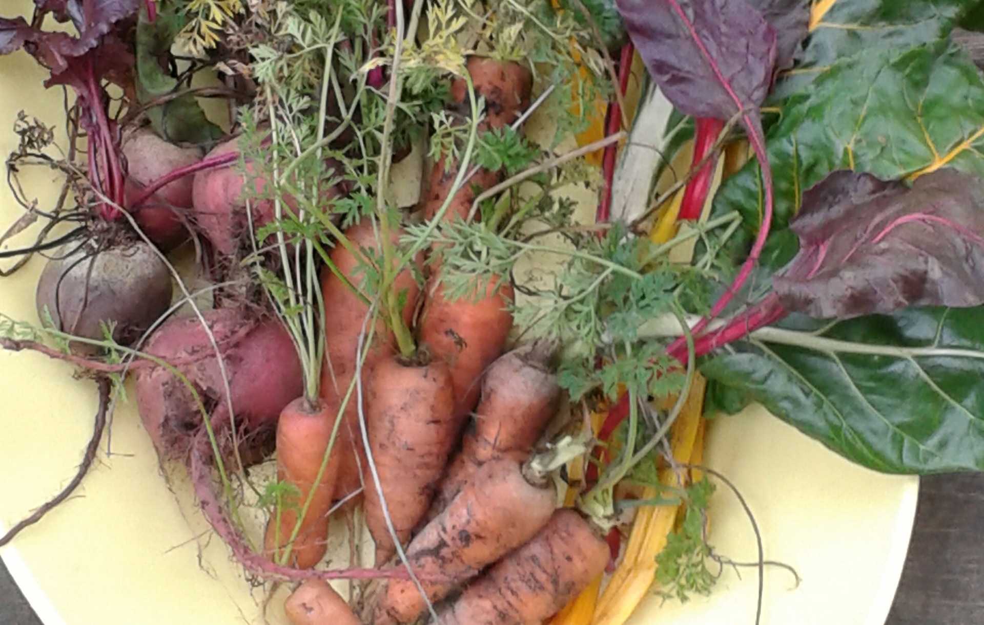 Как хранить свеклу в квартире. Хранение урожая. Хранение свеклы. Морковь и свекла. Морковь и свекла с подвала.