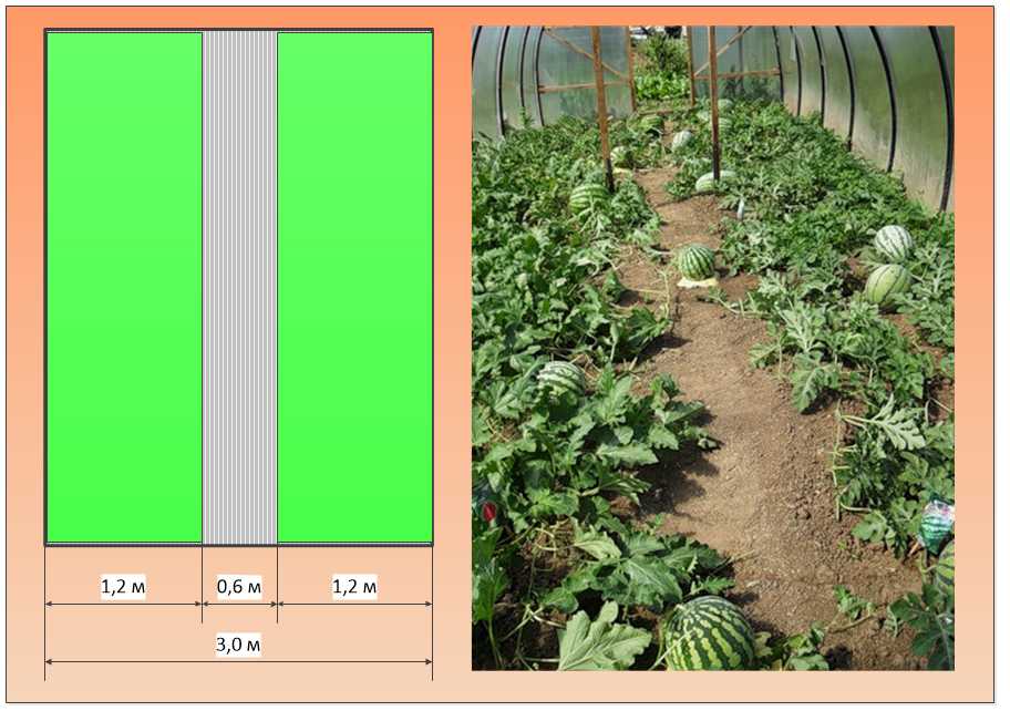 Высота грядки в теплице из поликарбоната фото