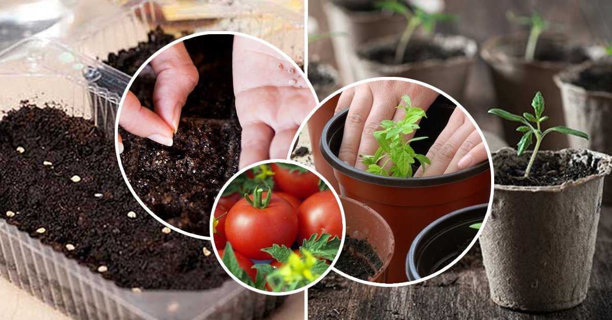Посев томатов на рассаду чем обработать семена