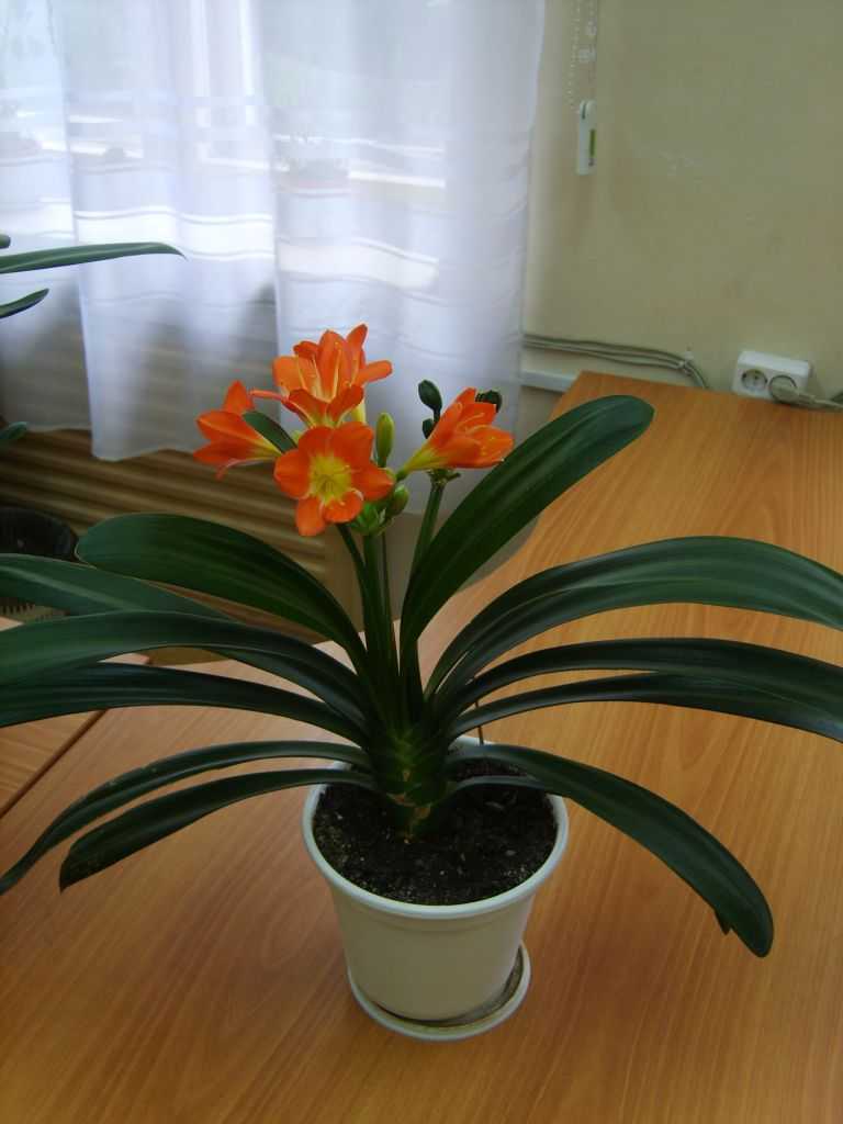 Кливия цветок фото уход в домашних условиях
