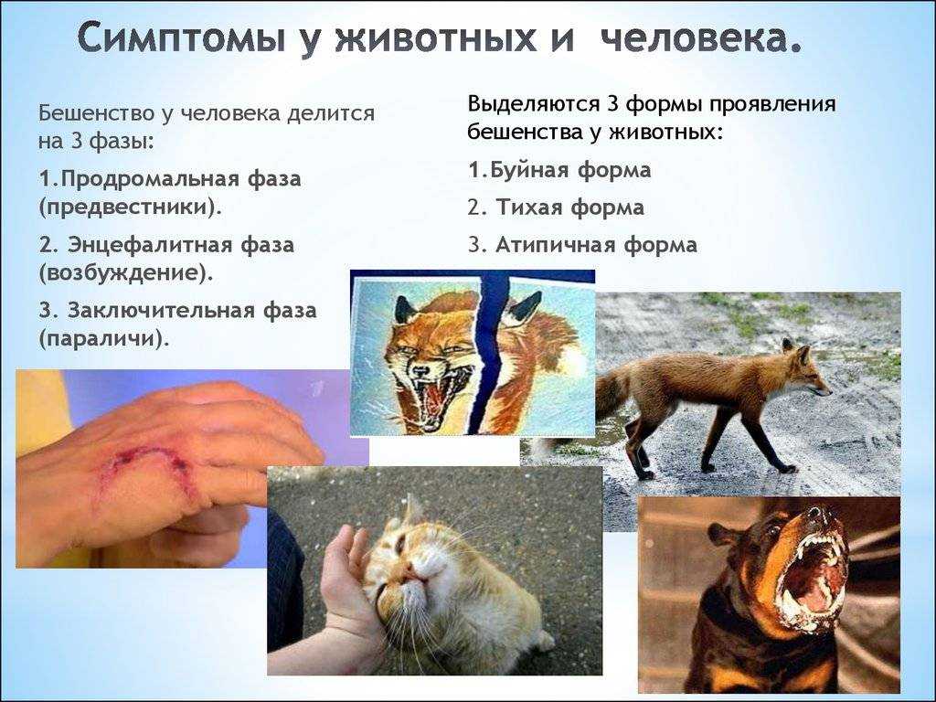 Бешенство