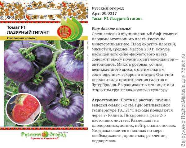 Стойкий сорт для суровых погодных условий — знаменитый томат «гордость сибири»