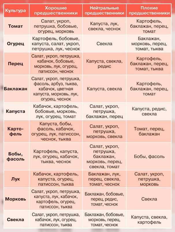 Что можно сажать после помидор: 7 основных правил севооборота