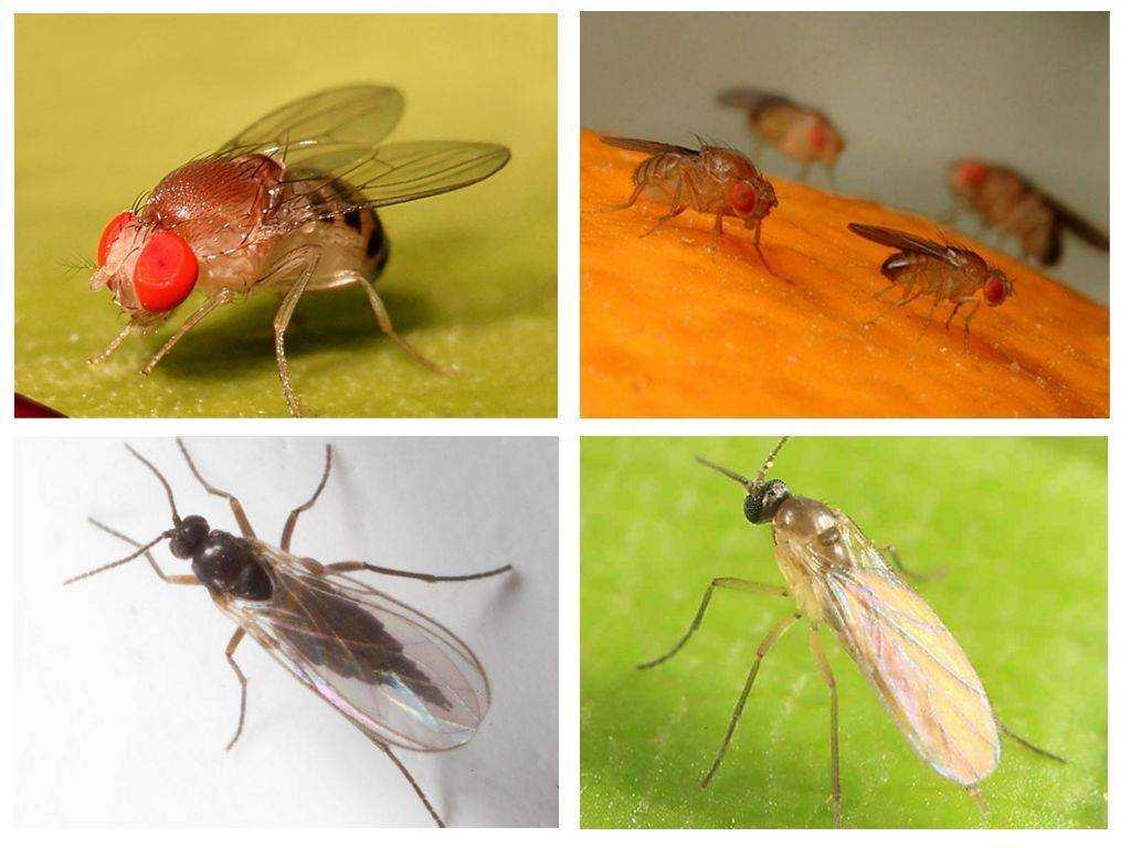 Разновидности мух с фото и названиями в россии живущих