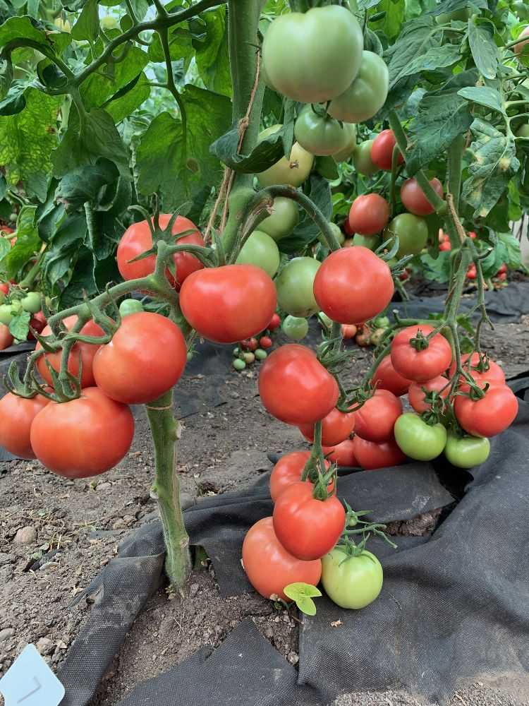 Семена томатов катя. Томат Катя ф1. Томат Катя f1. Томат Катя f1 партнер. Семена томат Катя f1.