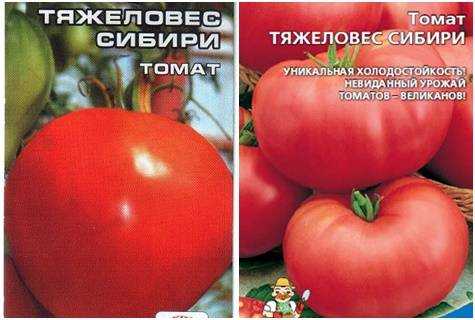 Томат тяжеловес сибири: описание крупноплодного вкусного сорта помидоров, отзывы, фото, урожайность, посадка на рассаду и дальнейший уход