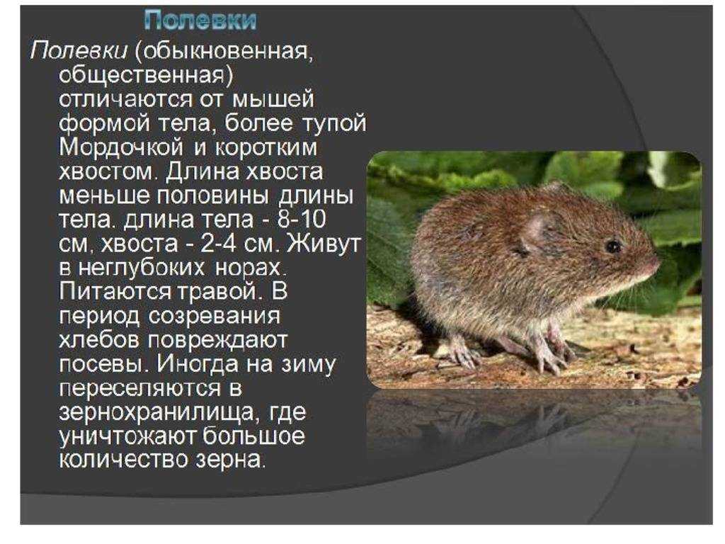Слепыш животное. описание, особенности, виды, образ жизни и среда обитания слепыша | живность.ру