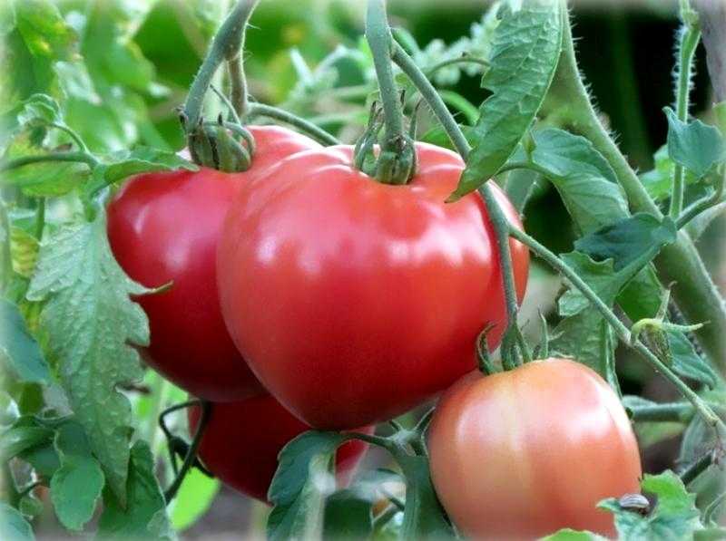 Характеристика и описание томата “мазарини”, отзывы, фото