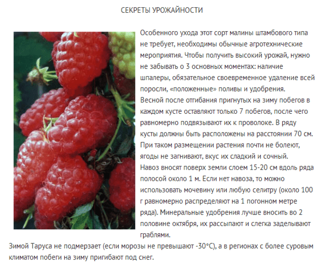 Малина сказка: описание сорта, фото, отзывы, особенности выращивания