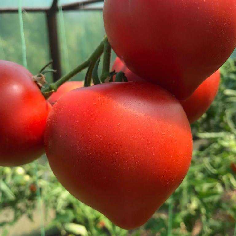 Лучшие и самые урожайные сорта помидоров для теплиц из поликарбоната
