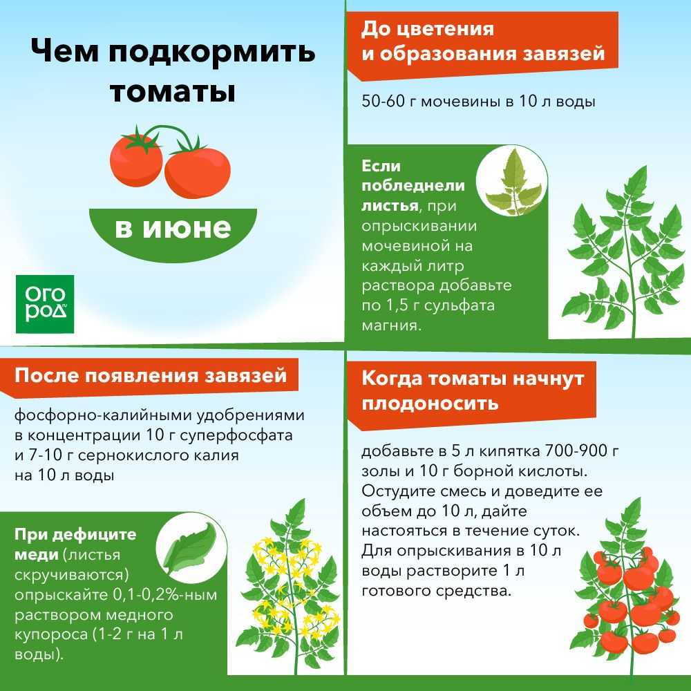 Комнатные помидоры: лучшие сорта
