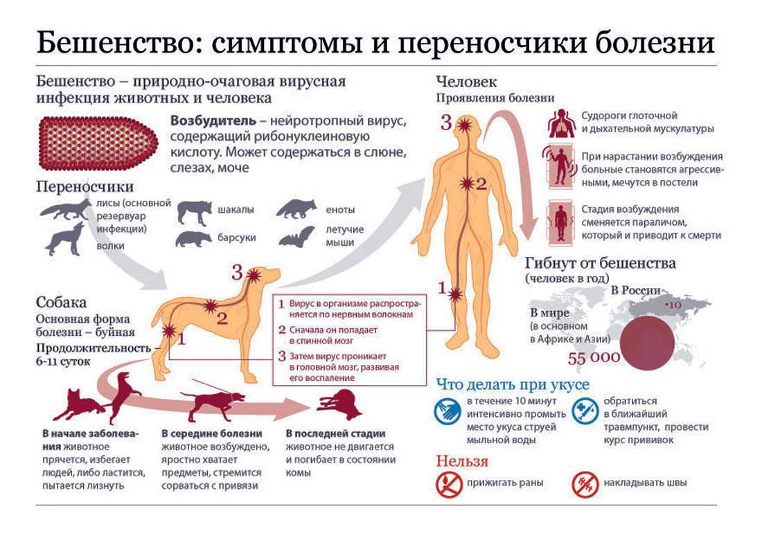Бешенство