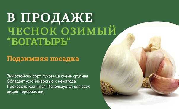 Описание лучших сортов чеснока для юга, центральной полосы россии, подмосковья, урала и  сибири. фото сортов озимого, ярового, крупного, стрелкующегося чеснока