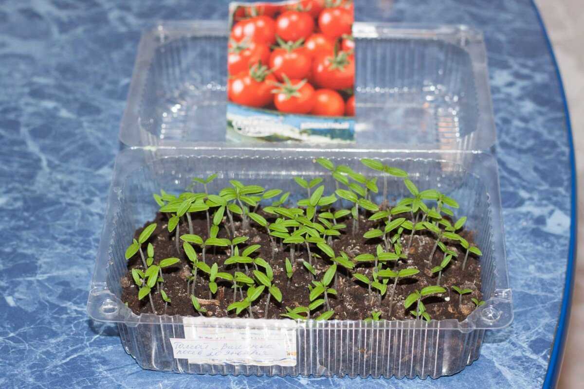 Когда сеять помидоры на рассаду в 2020 году: сроки посева