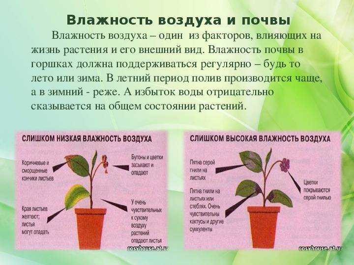 Можно ли пересадить орхидею во время цветения: пошаговая инструкция и особенности пересадки