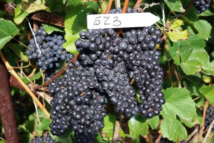 Высокоурожайный сорт винограда для северных регионов — «памяти домбковской»