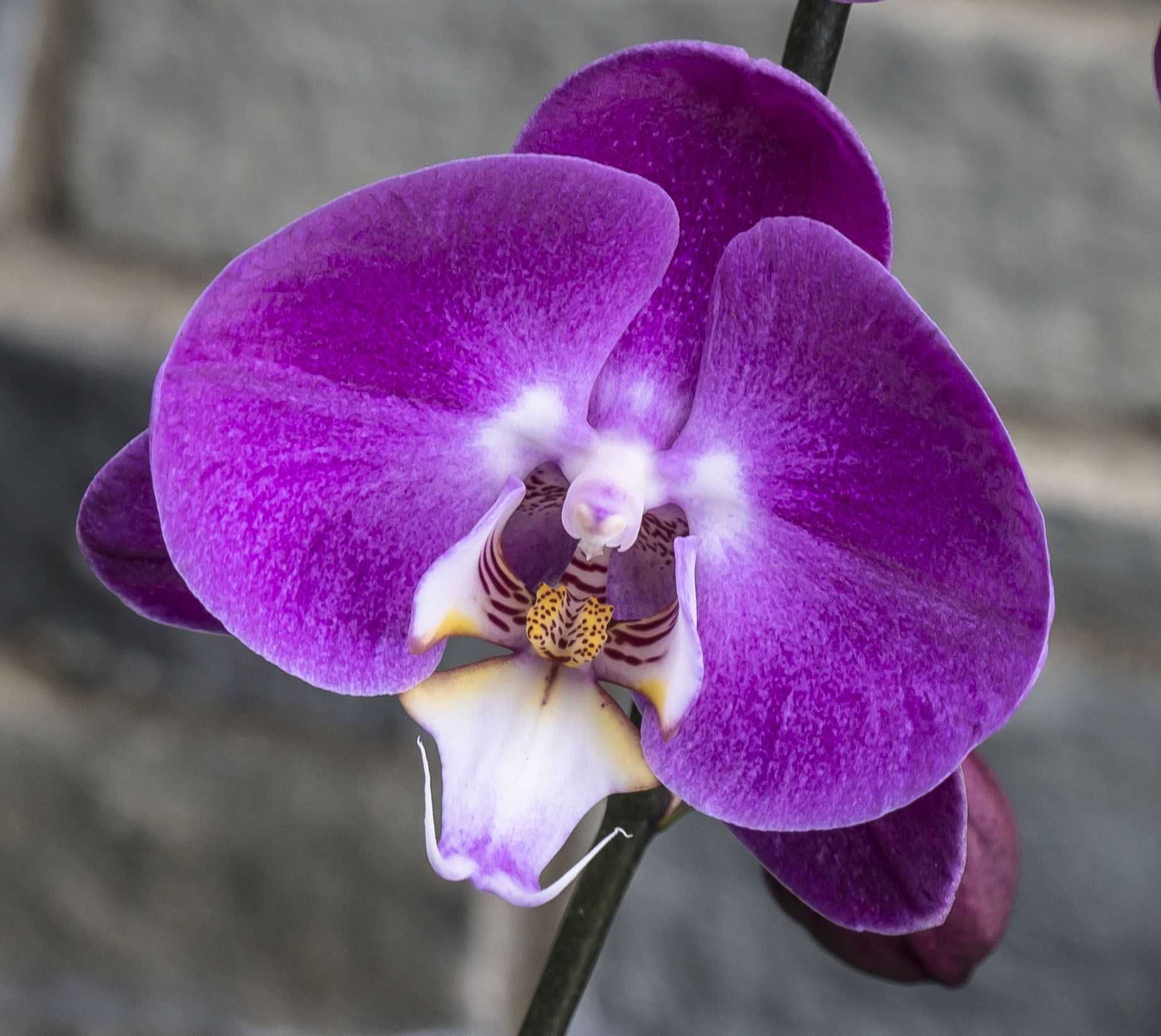 Орхидея пурпурная пыль фото и описание