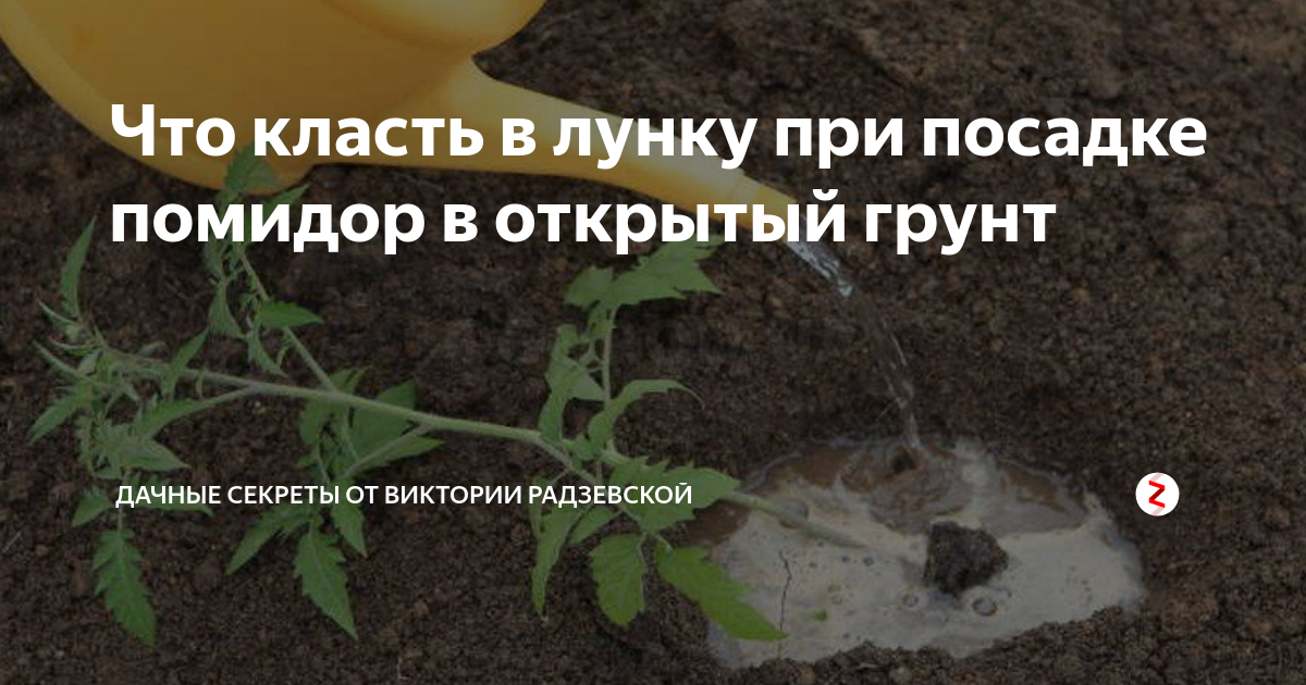 Что необходимо класть в лунку при посадке помидоров?