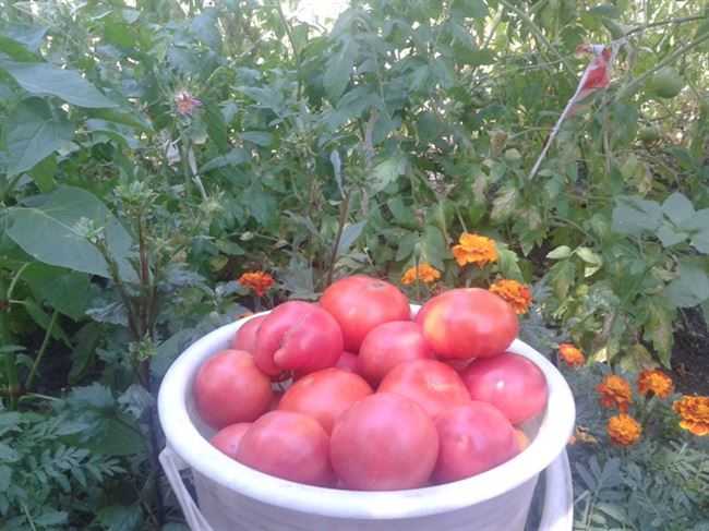 Впитавший в себя все самые лучшие качества томатов — корнеевский: характеристика и описание сорта