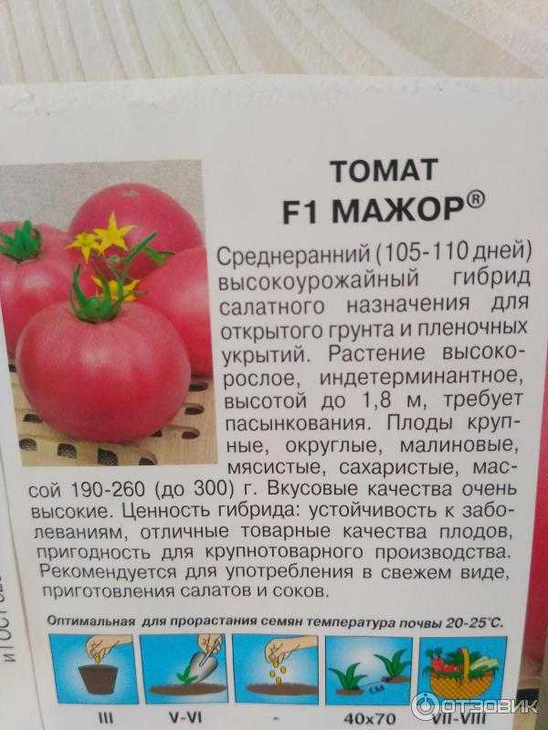 Томат "мажор" f1: описание, его характеристика, фото, а также особенности выращивания помидоры "мажор"
