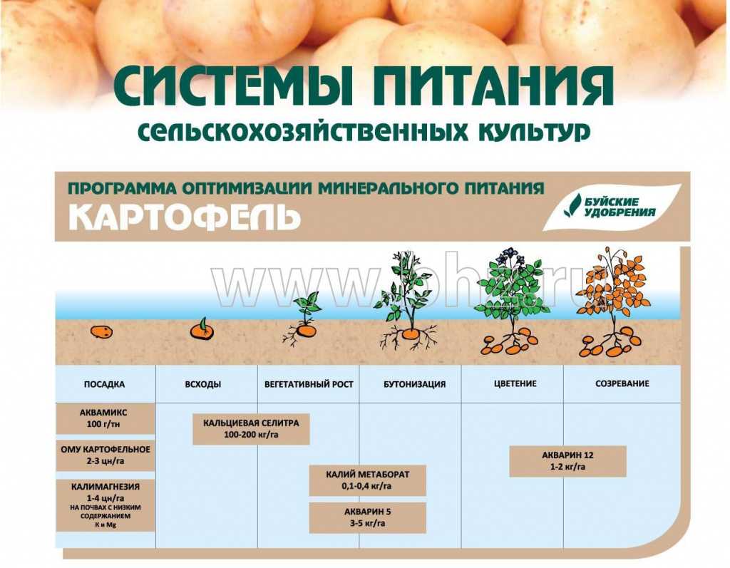 Кальциевая селитра для томатов