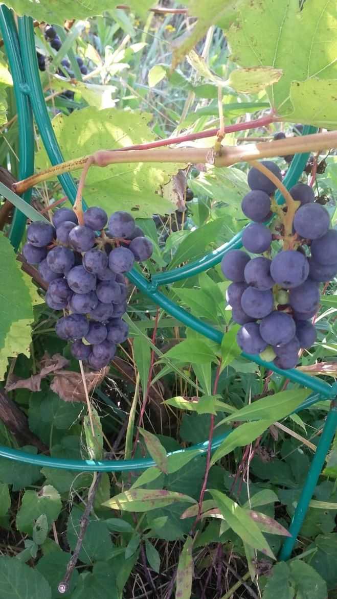 Лучшие сорта белого винограда: описание, особенности и характеристики