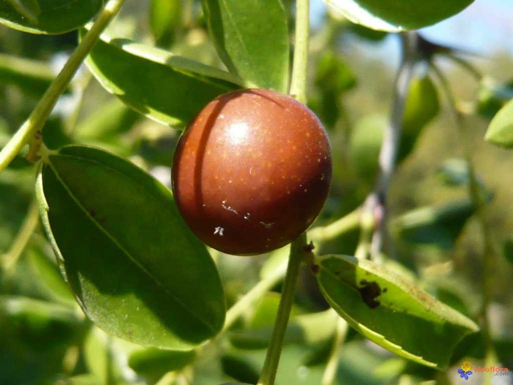 Финиковая пальма из косточки в домашних условиях, размножение, пересадка