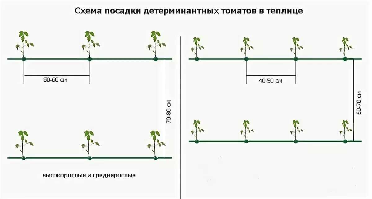 Схема посадки томата ляна