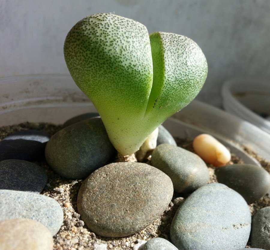 Lithops optica CV rubra