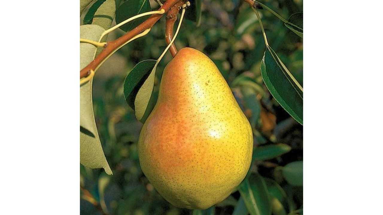 Груша велеса: описание сорта, фото и отзывы :: syl.ru