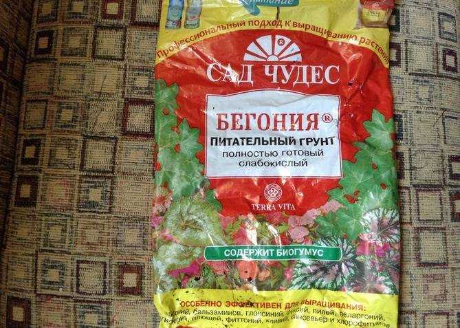 Комнатная бегония - уход в домашних условиях, размножение и пересадка