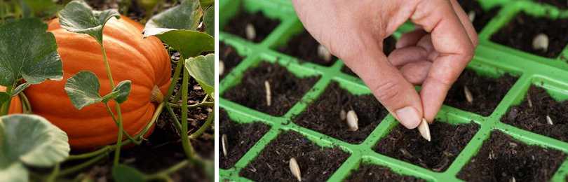 Как узнать спелость тыквы – рассчитываем сроки сбора урожая