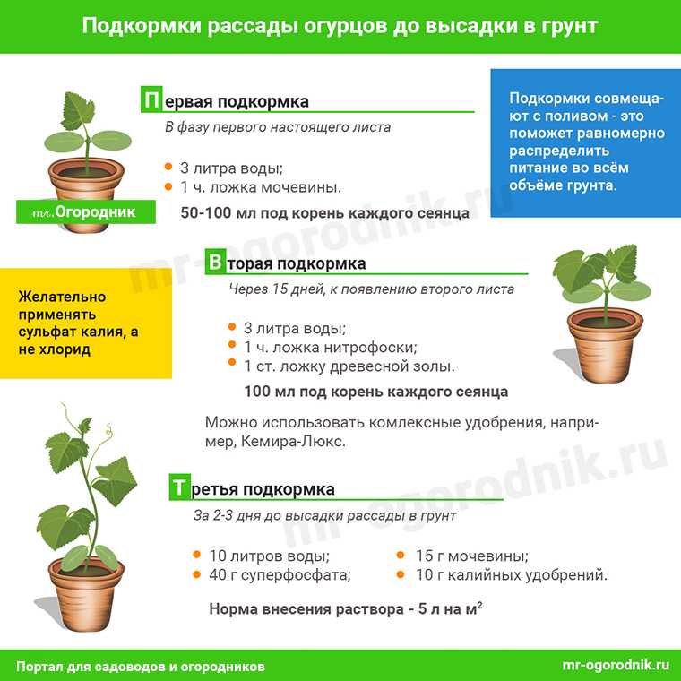 Лучшие подкормки комнатных растений и цветов, домашние удобрения - почва.нет