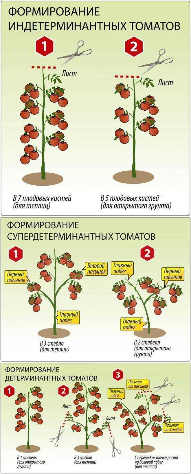 Схема посадки в теплице томатов индетерминантных и детерминантных