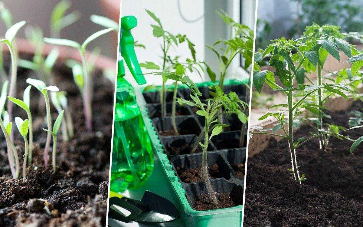 Как быстро прорастить рассаду помидор