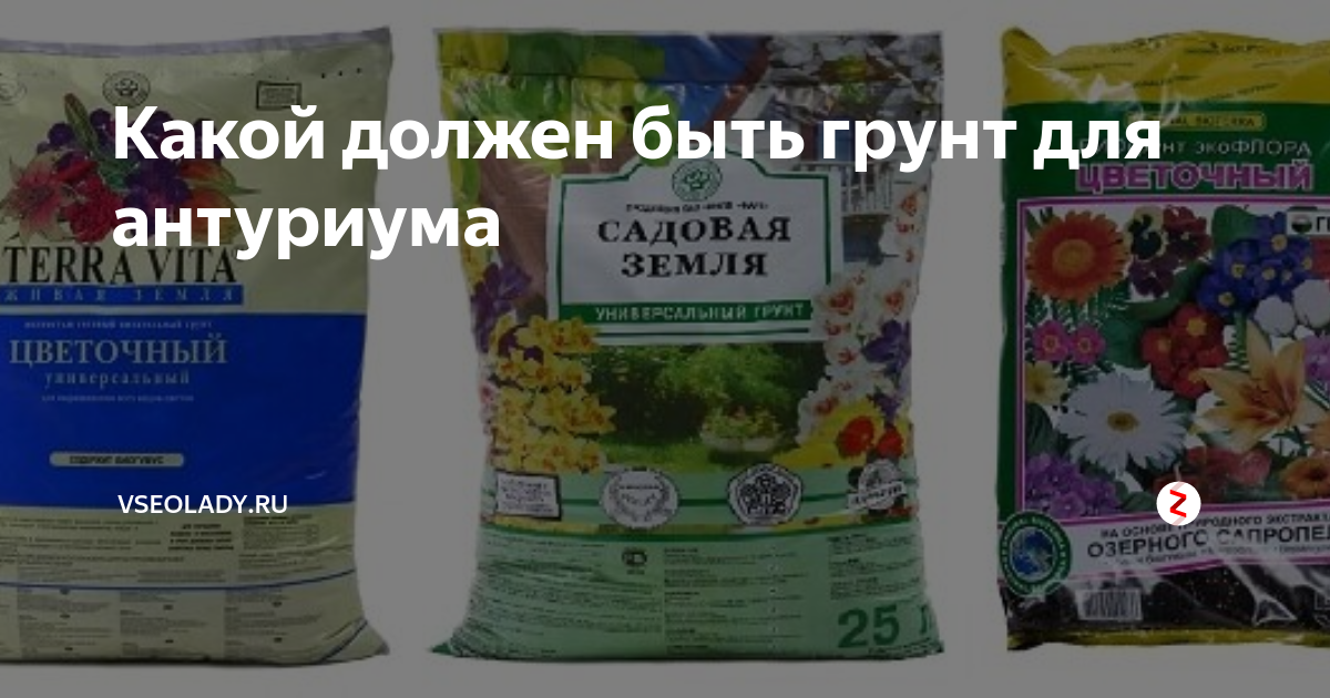 Уход за азалией в домашних условиях: грунт, удобрение, как поливать цветок, болезни и вредители, проблемы с листьями