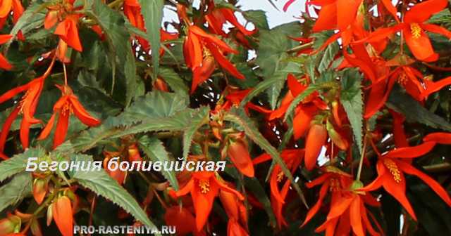 Бегония боливийская: описание с фото сортов копакабана и санта круз, нюансы посадки и выращивания из семян ампельного вида, а также болезни и вредители