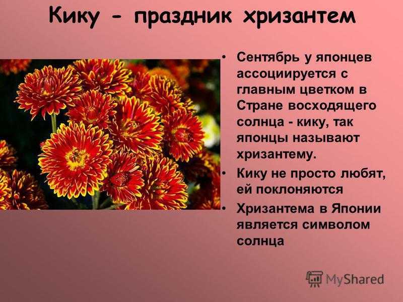 Хризантема в китае символизирует. Хризантема японская красная. Хризантема георгиновидная. Хризантемы описание цветка. Хризантемы что символизирует.