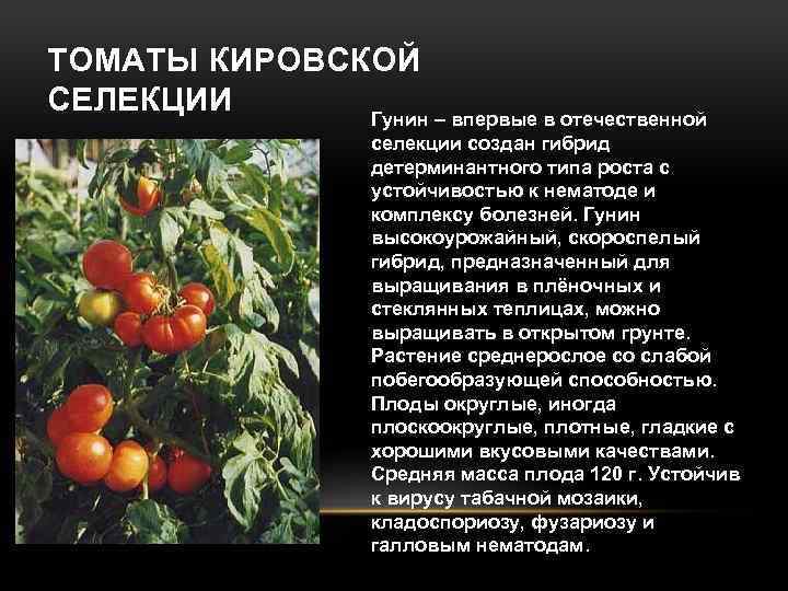 Томат бенито f1: характеристика и описание сорта, фото, урожайность, выращивание и уход в открытом грунте
