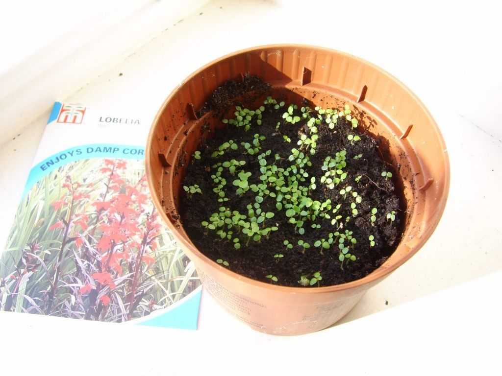 Лобелия фото выращивание из семян когда сажать в открытый
