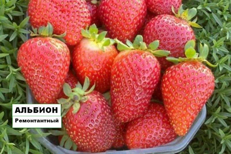 Клубника альбион: отзывы, методы выращивания, фото
