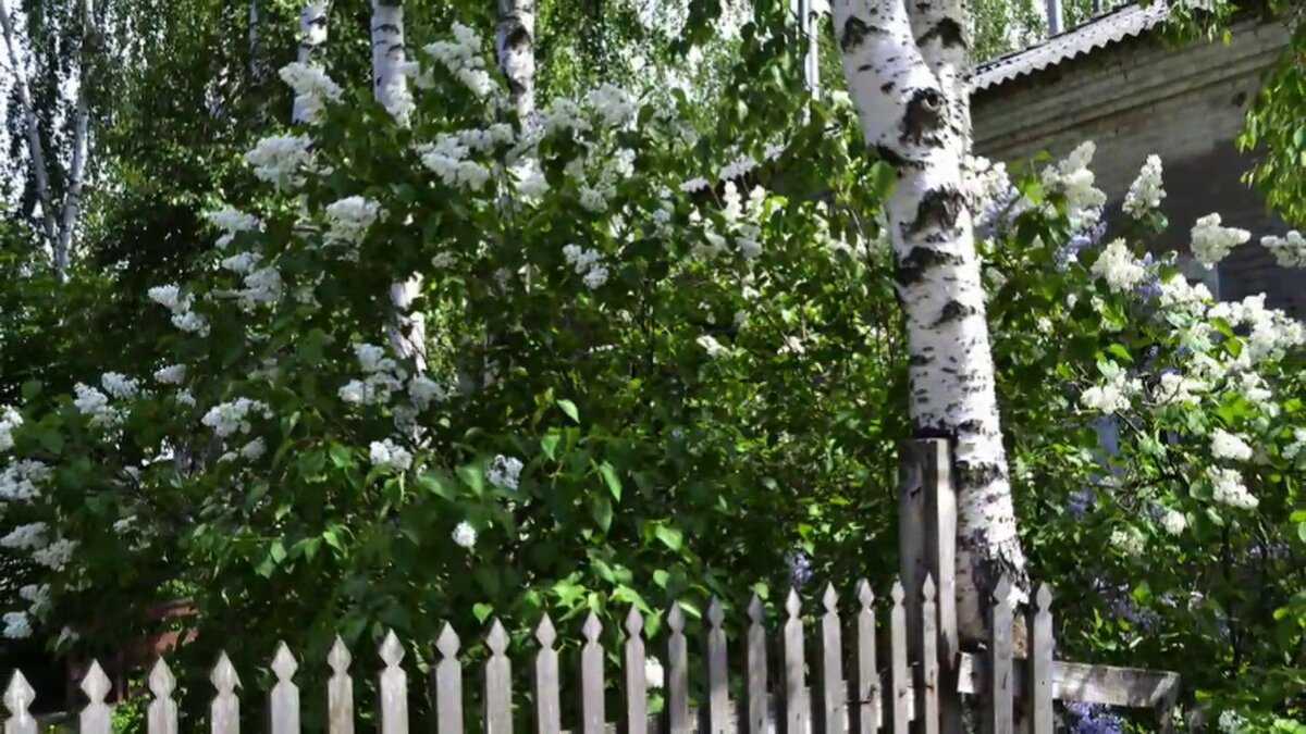 Почему нельзя сажать берёзу возле дома и на участке: приметы и факты